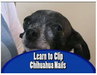 Click to Learn How to Clip Your Chihuahua’s Nails